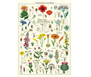 Cavallini & Co. Poster - Wildflowers Vintage Wall Print
