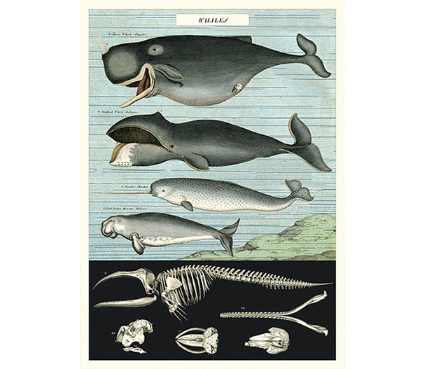 Cavallini Whales Print