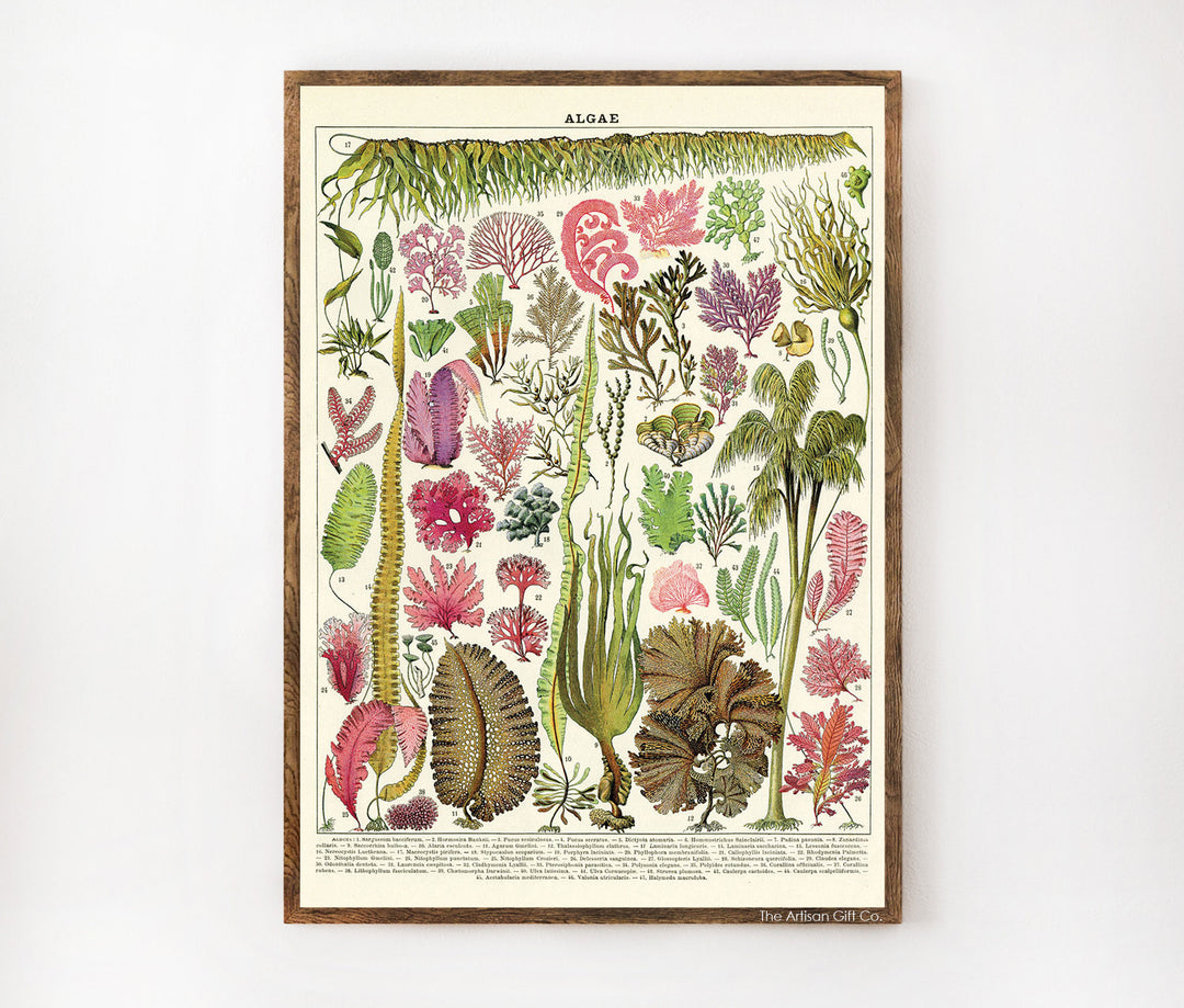 Cavallini & Co. Poster - Algae Vintage Wall Print