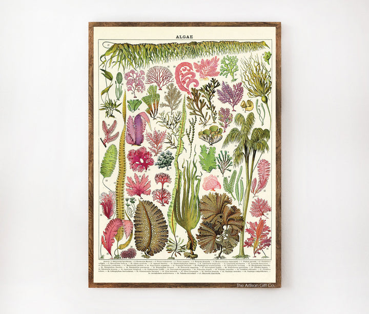 Cavallini & Co. Poster - Algae Vintage Wall Print