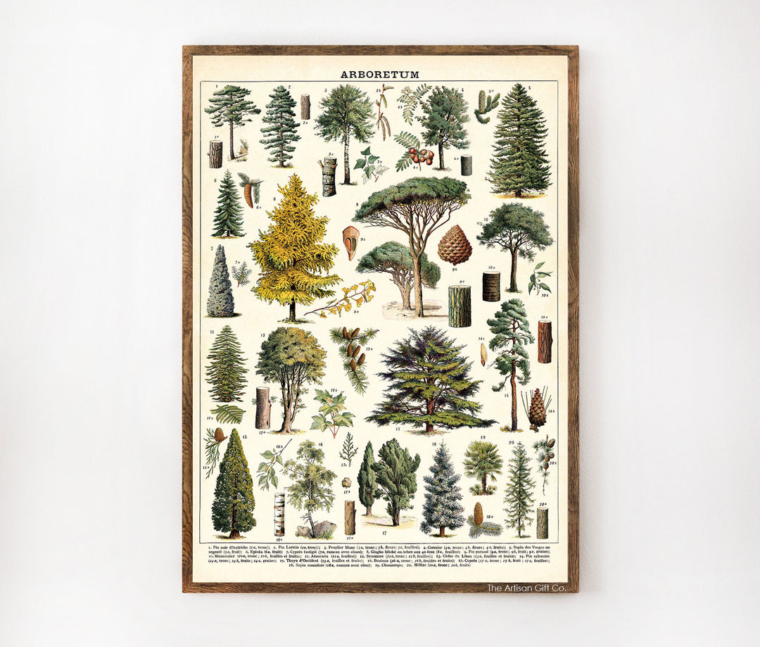 Cavallini & Co. Poster - Arboretum Vintage Wall Print