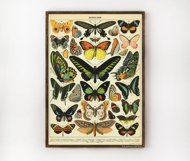Cavallini & Co. Poster - Butterflies Vintage Wall Print Lifestyle