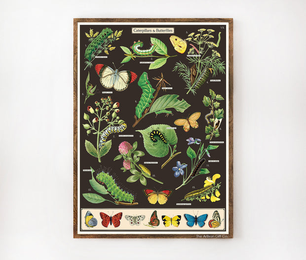 Cavallini & Co. Poster - Caterpillars Vintage Wall Print