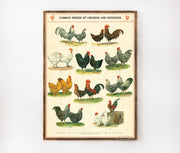Cavallini & Co. Poster - Chickens and Roosters Vintage Wall Print