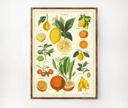 Cavallini & Co. Poster - Citrus Vintage Wall Print