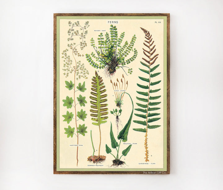 Cavallini & Co. Poster - Ferns Vintage Wall Print