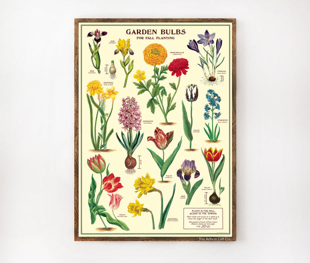Cavallini & Co. Poster - Garden Bulbs Vintage Wall Print