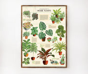 Cavallini & Co. Poster - House Plants Vintage Wall Print