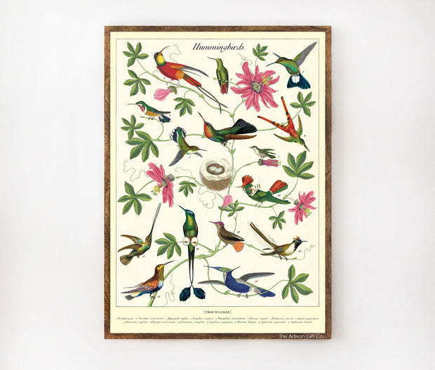 Cavallini & Co. Poster - Hummingbirds Vintage Wall Print