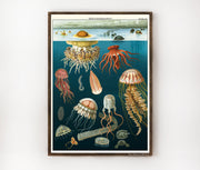 Cavallini & Co. Poster - Jellyfish Vintage Wall Print Lifestyle
