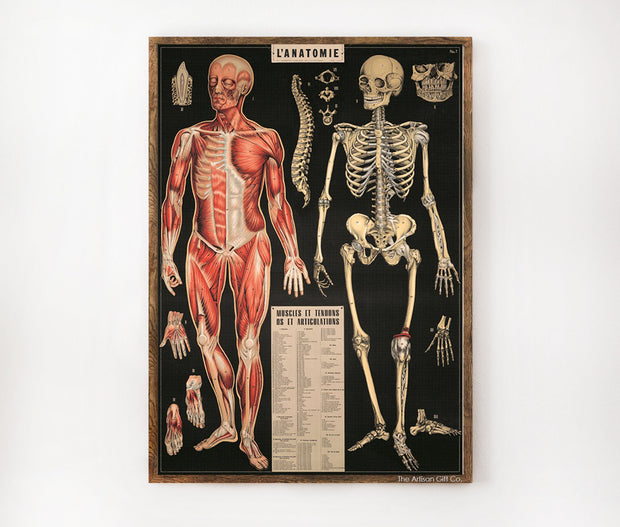 Cavallini & Co. Poster - L’Anatomie Vintage Wall Print Lifestyle