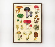 Cavallini & Co. Poster - Mushrooms 2 Vintage Wall Print Lifestyle
