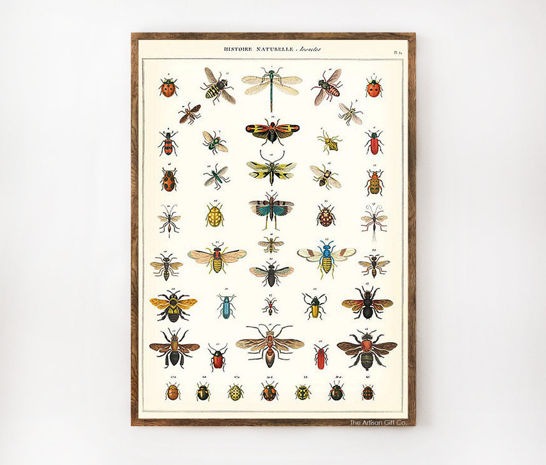 Cavallini Papers & Co. Vintage Insect Chart Framed Print