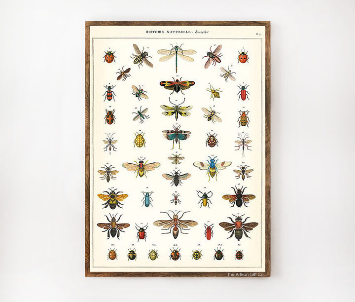 Cavallini & Co. Poster - Natural History Insects Vintage Wall Print Lifestyle