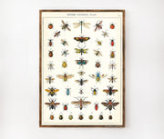 Cavallini & Co. Poster - Natural History Insects Vintage Wall Print Lifestyle