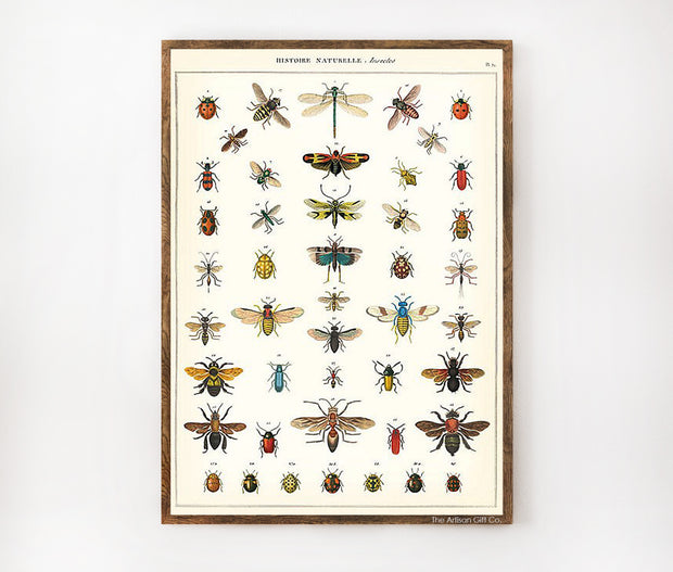 Cavallini & Co. Poster - Natural History Insects Vintage Wall Print Lifestyle
