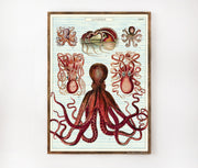 Cavallini & Co. Poster - Octopods Vintage Wall Print