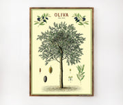 Cavallini & Co. Poster - Olive Trees Vintage Wall Print Lifestyle