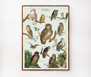 Cavallini & Co. Poster - Owl Chart II Vintage Wall Print