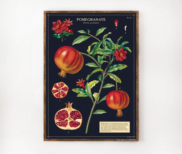 Cavallini & Co. Poster - Pomegranate Vintage Wall Print Lifestyle