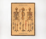 Cavallini & Co. Poster - The Skeletal System Vintage Wall Print