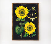 Cavallini & Co. Poster - Sunflower Vintage Wall Print