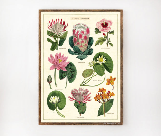 Cavallini & Co. Poster - Tropical Flowers Vintage Wall Print