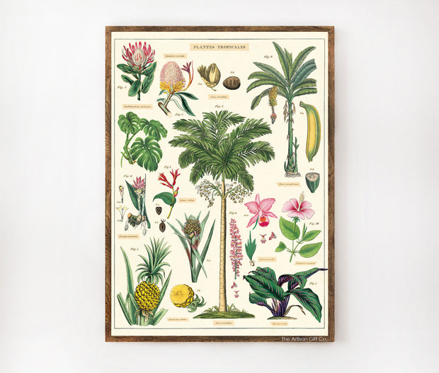 Cavallini & Co. Poster - Tropical Plants Vintage Wall Print