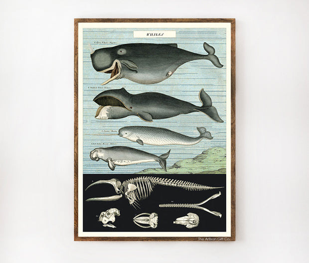 Cavallini & Co. Poster - Whales Vintage Wall Print