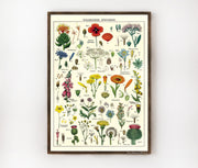 Cavallini & Co. Poster - Wildflowers Vintage Wall Print Lifestyle