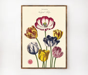 Cavallini & Co. Poster - Tulipa Vintage Wall Print