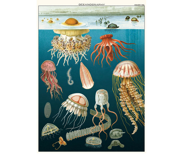 Cavallini & Co. Poster - Jellyfish Vintage Wall Print