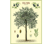 Cavallini & Co. Poster - Olive Trees Vintage Wall Print