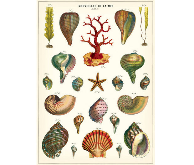 Cavallini & Co. Poster - Merveilles de la Mer Vintage Wall Print